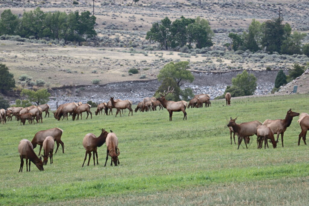 Elk outside of Gardiner, MT.